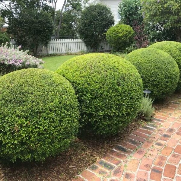 Green Solutions For Your Space